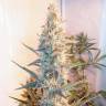 семена конопли наложенным платежом Outdoor Grapefruit feminised Female Seeds