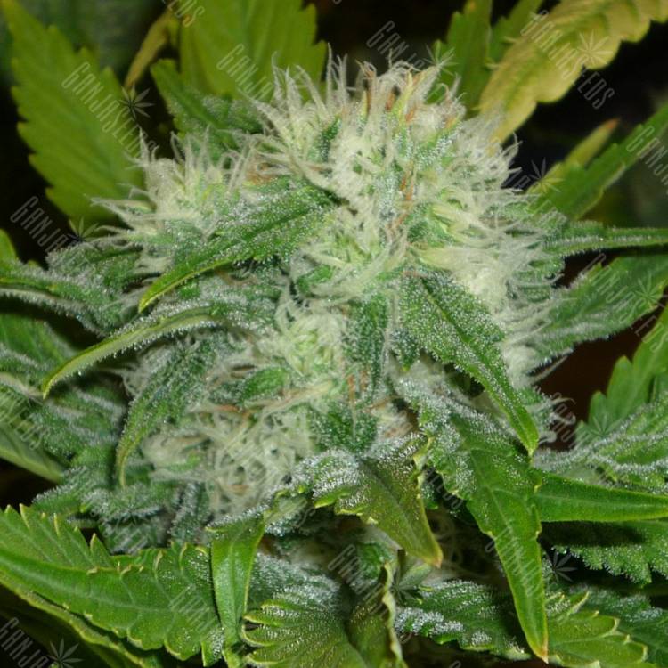 семена конопли почтой Dr. Jekill feminised Kannabia Seeds семена конопли почтой Dr. Jekill feminised Kannabia Seeds