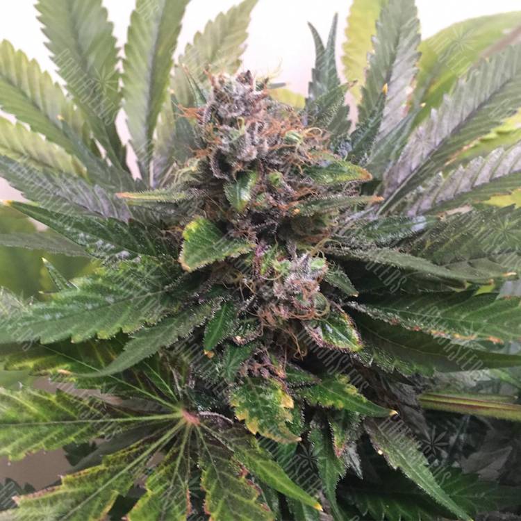 семена конопли Россия White Widow feminised Nirvana Seeds