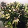 семена конопли White Widow feminised Nirvana Seeds