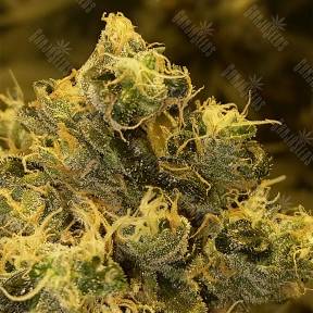 Sour Tangie feminised Reserva Privada