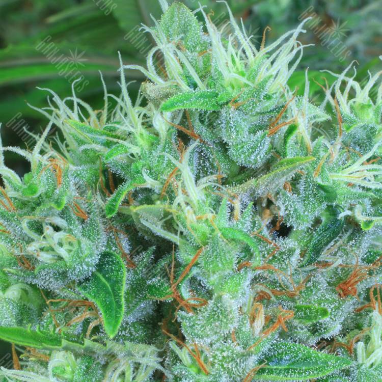 семена конопли в фирменной упаковке Kali Mist regular Serious Seeds семена конопли в фирменной упаковке Kali Mist regular Serious Seeds