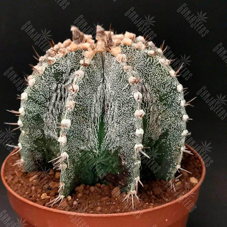 Семена кактуса Astrophytum asterias x ornatum Семена кактуса Astrophytum asterias x ornatum