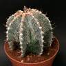 Семена кактуса купить Astrophytum asterias x ornatum Семена кактуса купить Astrophytum asterias x ornatum