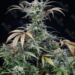 Tutankhamon feminised Ganja Seeds