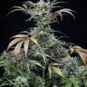 Tutankhamon feminised Ganja Seeds Tutankhamon feminised Ganja Seeds