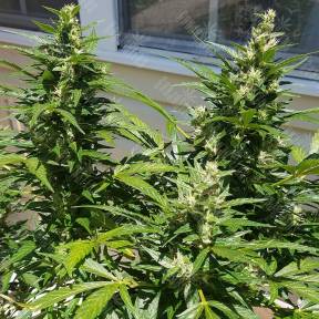 Auto Afghani regular Ganja Seeds