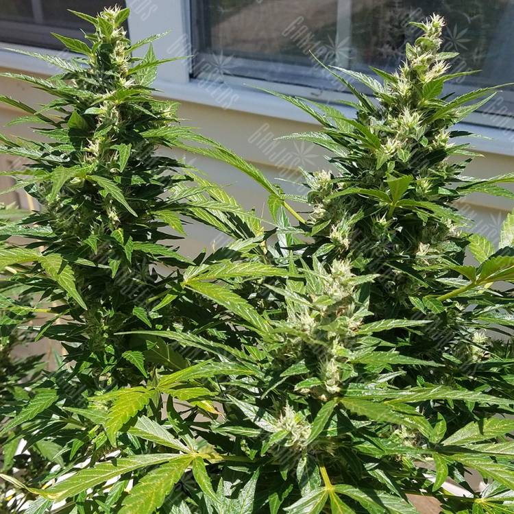 семена конопли дешево Auto Afghani regular семена конопли дешево Auto Afghani regular