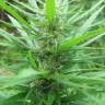 где заказать семена конопли Afghan Haze feminised