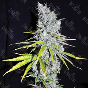Auto Skunk Haze feminised Ganja Seeds