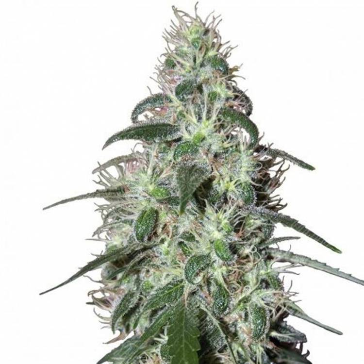 семена культурной конопли купить Buddha Pulsar feminised Buddha Seeds