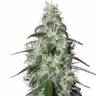 семена культурной конопли купить Buddha Pulsar feminised Buddha Seeds