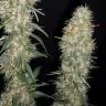 семена конопли индика Buddha Pulsar feminised Buddha Seeds
