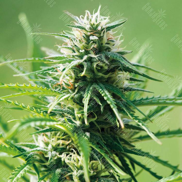 хорошие семена конопли Alatau feminised Bang Seeds