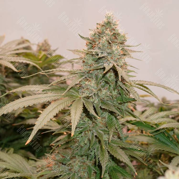 семена конопли феминизированные HiFi 4G feminised Dutch Passion Seeds семена конопли феминизированные HiFi 4G feminised Dutch Passion Seeds