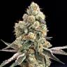 урожайные семена конопли HiFi 4G feminised Dutch Passion Seeds урожайные семена конопли HiFi 4G feminised Dutch Passion Seeds