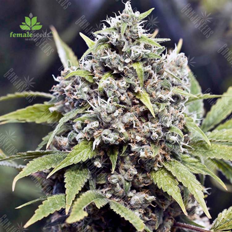 заказать качественные семена конопли Pure AK feminised Female Seeds заказать качественные семена конопли Pure AK feminised Female Seeds