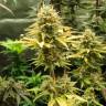 семена конопли почтой Wonder Woman feminised Nirvana Seeds семена конопли почтой Wonder Woman feminised Nirvana Seeds