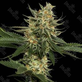 Tangie feminised Reserva Privada