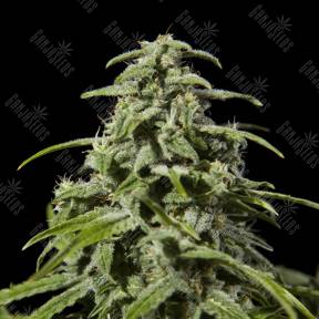 Early Skunk x AK feminised Ganja Seeds