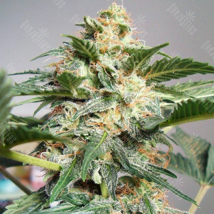 семена конопли автоцвет Auto Snow Ryder regular семена конопли автоцвет Auto Snow Ryder regular