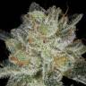 семена конопли в фирменной упаковке Auto Snow Ryder regular семена конопли в фирменной упаковке Auto Snow Ryder regular