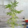 семена сортовой конопли Auto AK 49 feminised Ganja Seeds семена сортовой конопли Auto AK 49 feminised Ganja Seeds