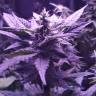 семена конопли дешево Auto AK 49 feminised Ganja Seeds семена конопли дешево Auto AK 49 feminised Ganja Seeds