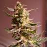 семена конопли курьером Auto AK 49 feminised Ganja Seeds семена конопли курьером Auto AK 49 feminised Ganja Seeds