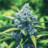 семена конопли курьером Blue feminised семена конопли курьером Blue feminised