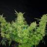 Auto Medical CBD feminised Ganja Seeds Auto Medical CBD feminised Ganja Seeds