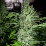 семена конопли элитных сортов Altay feminised Bang Seeds семена конопли элитных сортов Altay feminised Bang Seeds