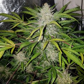 Altay feminised Bang Seeds