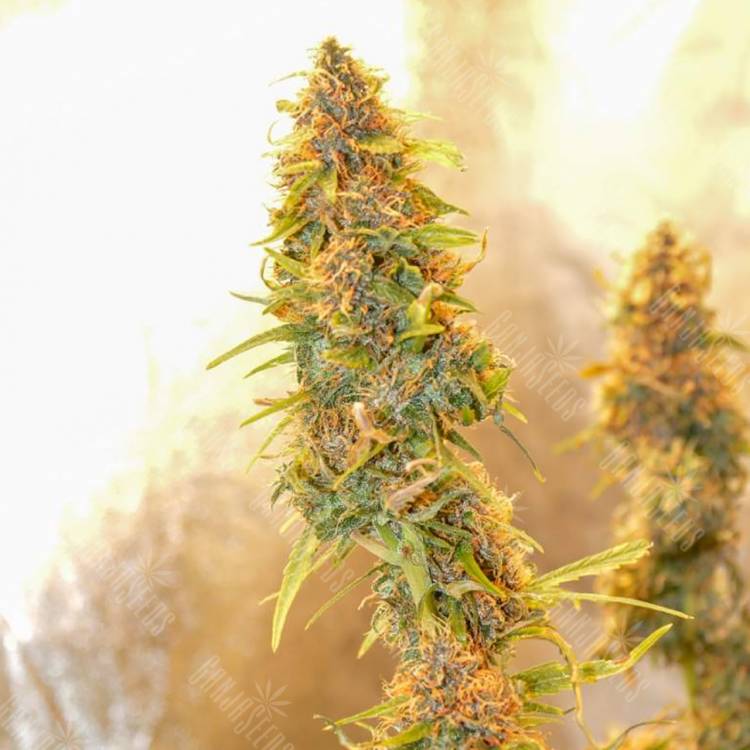 заказ семян конопли Спб Auto Chronic Ryder regular заказ семян конопли Спб Auto Chronic Ryder regular