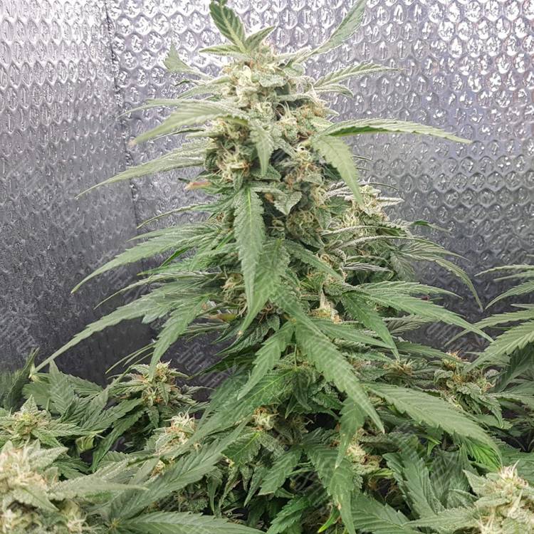 семена конопли для посадки купить Sensi Skunk x Lowryder2 (Senlow2) regular Ganja Seeds семена конопли для посадки купить Sensi Skunk x Lowryder2 (Senlow2) regular Ganja Seeds