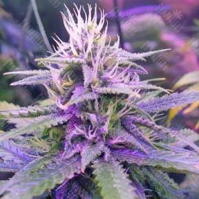 Auto Tangerine Dream feminised Barneys Farm