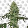 семена конопли сорта сатива Auto Tangerine Dream feminised Barneys Farm