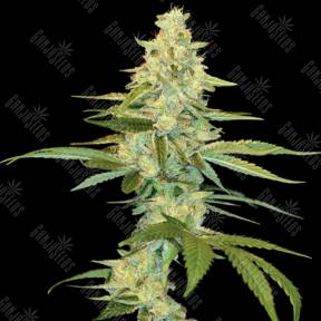 Cannalope Kush feminised DNA Genetics