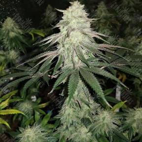 Mokum's Tulip feminised Dutch Passion Seeds