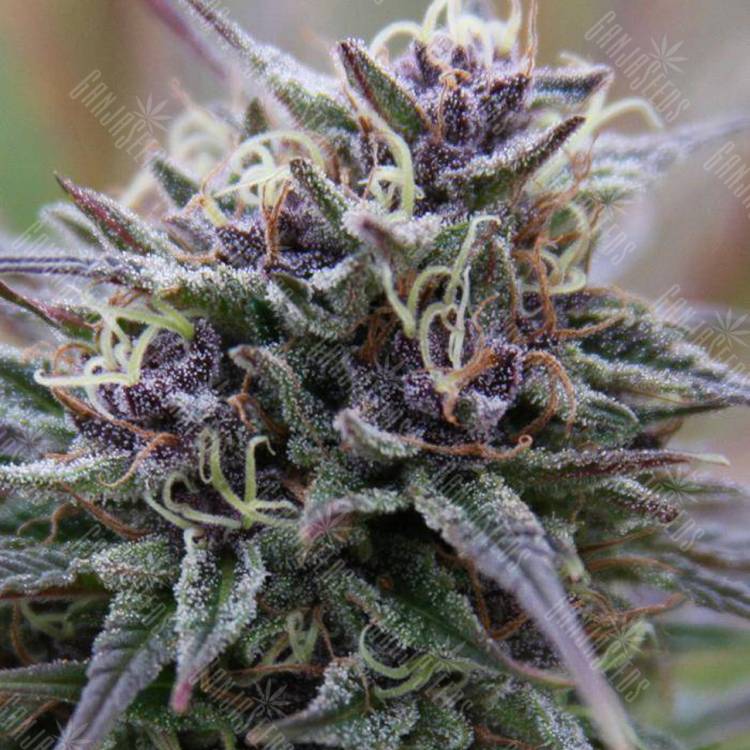 где можно заказать семена конопли Purple Maroc feminised Female Seeds