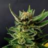 семена конопли в России Gypsy Kush feminised Kannabia Seeds