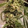 семена конопли для посадки купить Gypsy Kush feminised Kannabia Seeds