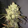 где можно заказать семена конопли Supreme CBD Durban feminised Nirvana Seeds
