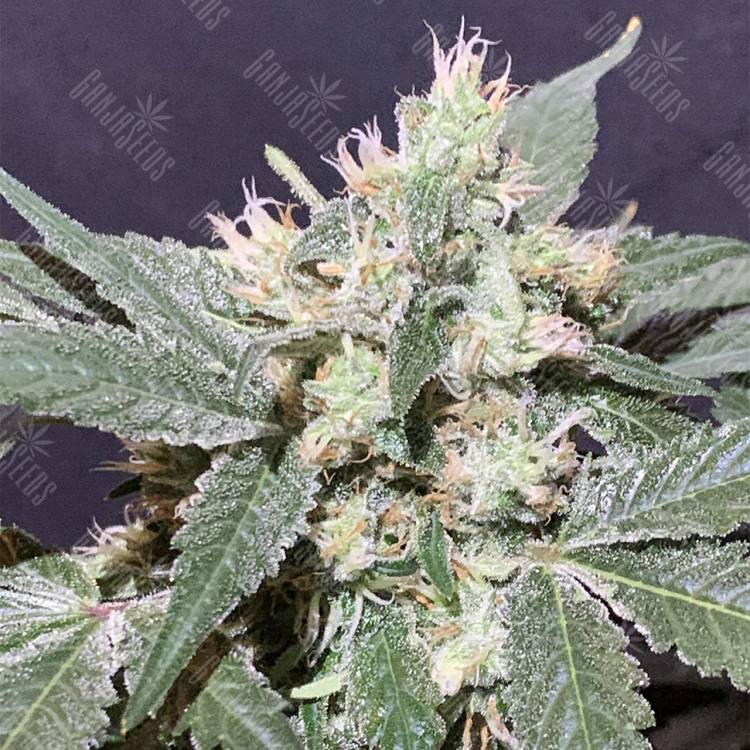семена конопли наложенным платежом The OG #18 feminised Reserva Privada семена конопли наложенным платежом The OG #18 feminised Reserva Privada