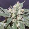 семена конопли наложенным платежом The OG #18 feminised Reserva Privada семена конопли наложенным платежом The OG #18 feminised Reserva Privada