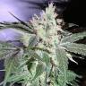 семена конопли почтой The OG #18 feminised Reserva Privada семена конопли почтой The OG #18 feminised Reserva Privada