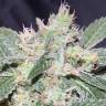 заказать качественные семена конопли The OG #18 feminised Reserva Privada заказать качественные семена конопли The OG #18 feminised Reserva Privada