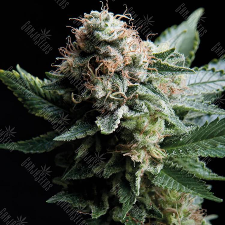семена конопли медицинской White Widow CBD feminised Trikoma Seeds