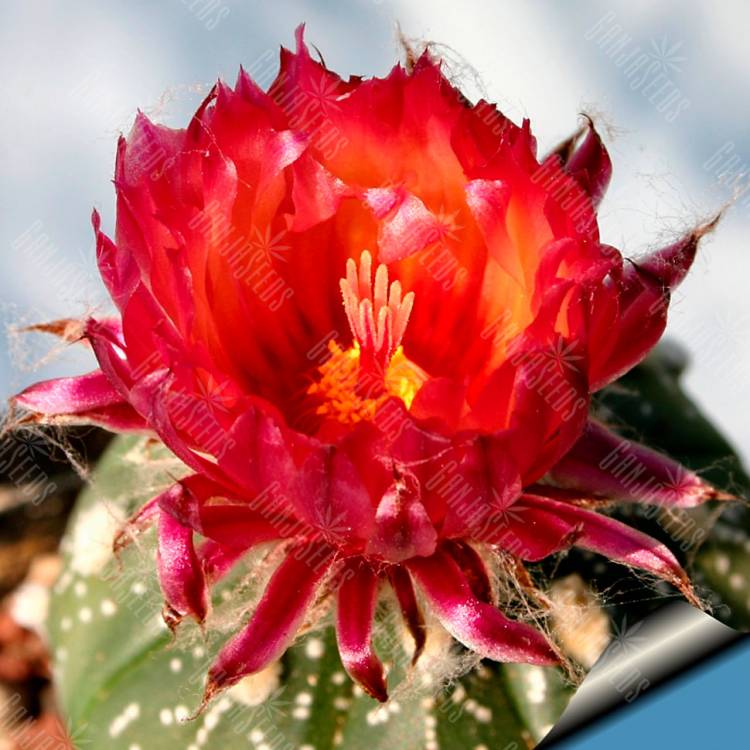 Семена кактуса Astrophytum asterias red flowers Семена кактуса Astrophytum asterias red flowers
