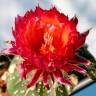 Семена кактуса Astrophytum asterias red flowers Семена кактуса Astrophytum asterias red flowers
